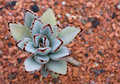 Day 28: Succulent 2