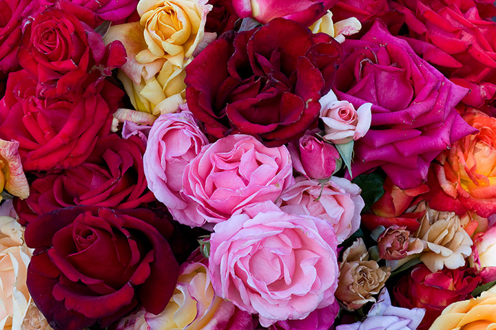 Day 11: Roses