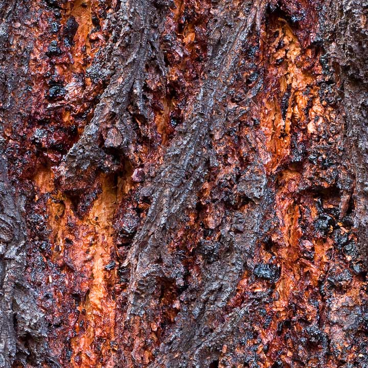 Day 12: Ironbark