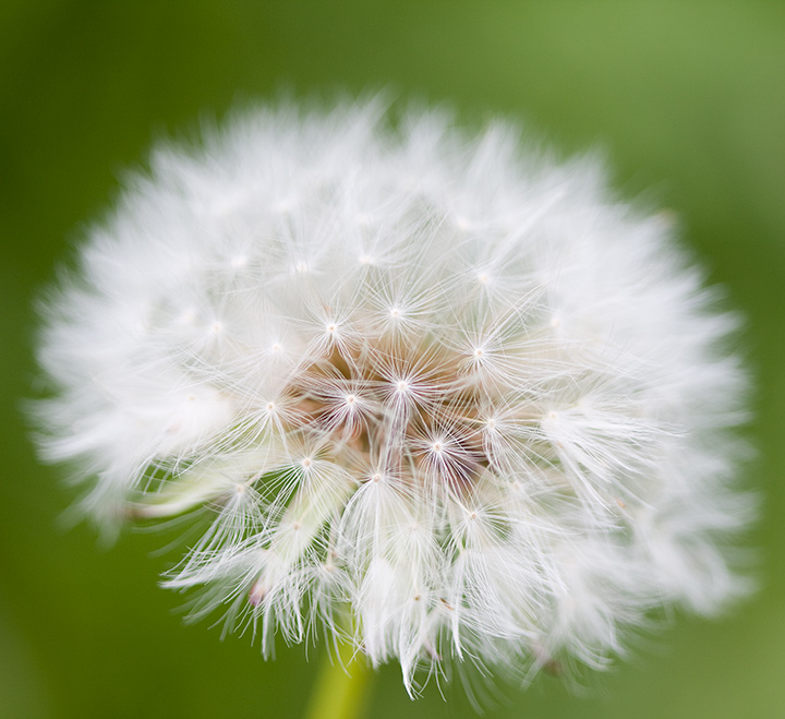 Day 26: Dandelion
