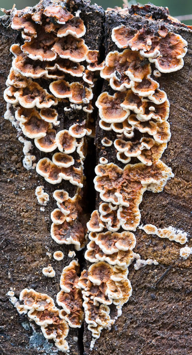 Day 30: Fungus