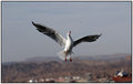 bird.jpg