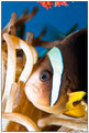 nemo2.jpg