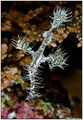 Ghost pipefish