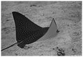 Spotted Eagle Ray