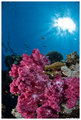 Pink soft coral
