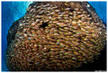 Glass Fish