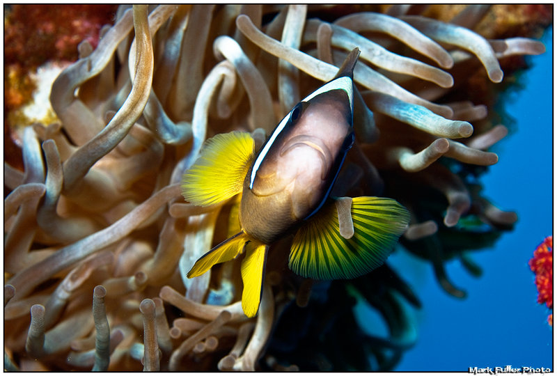 Nemo