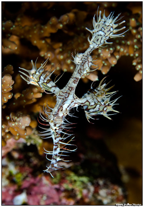 Ghost pipefish