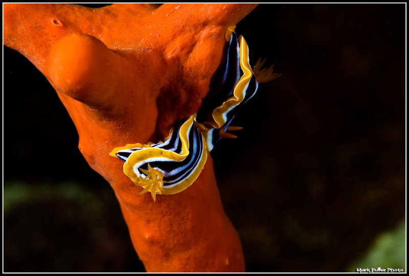 nudi's