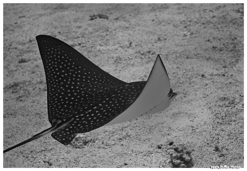 Spotted Eagle Ray