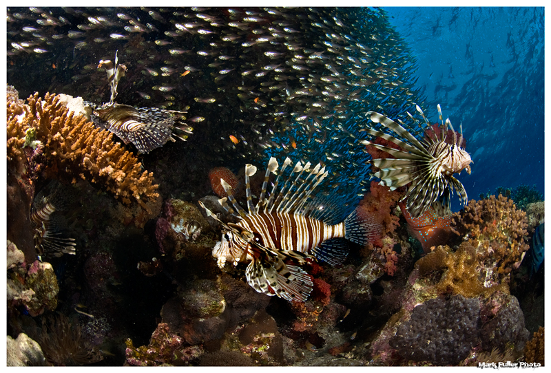 Lion Fish