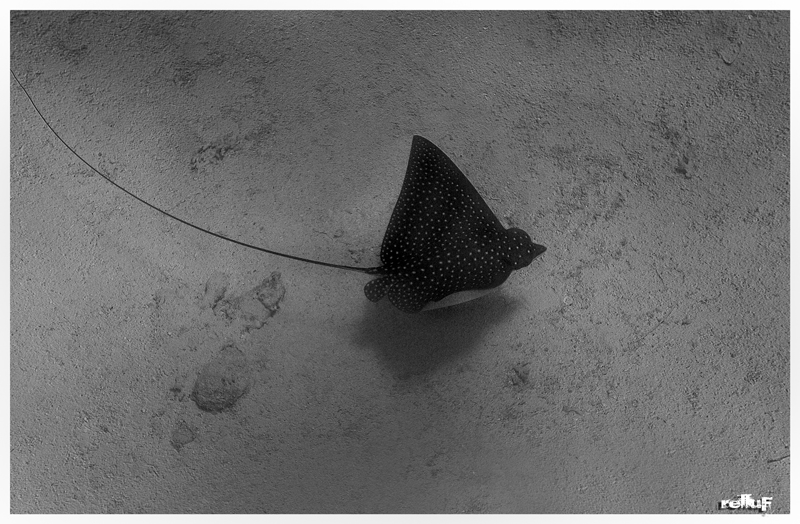 Spotted Eagle Ray