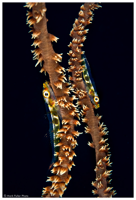 Goby on whip coral