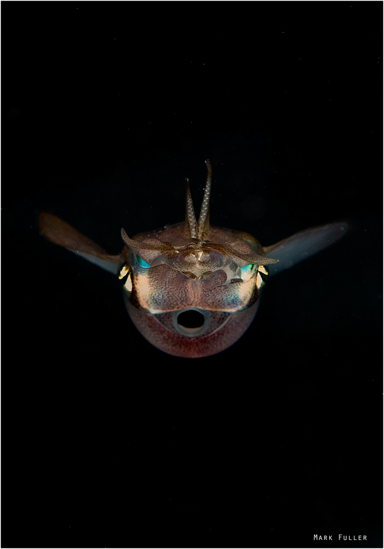 Squid