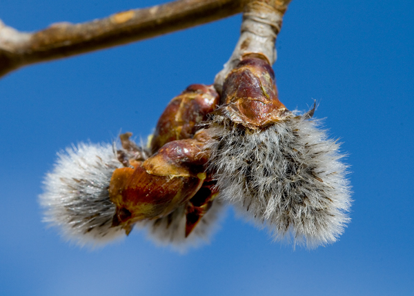 Aspen Bud?