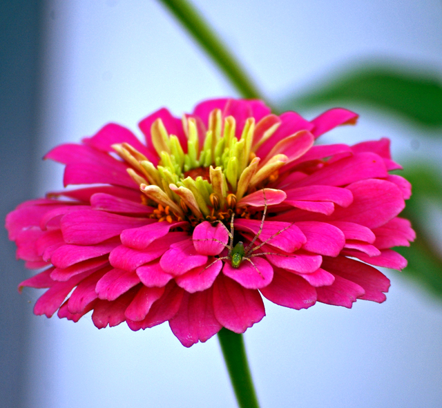 IMGP7255.jpg