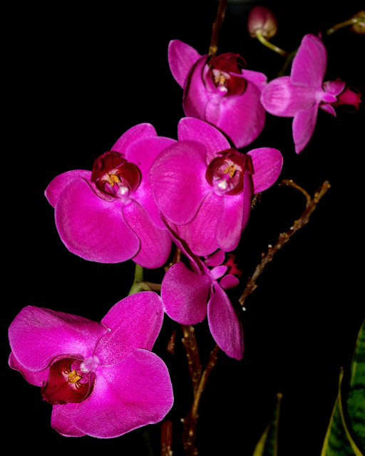 IMGP7732day8.jpg