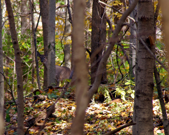 deer.jpg