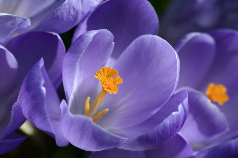 Spring Hope