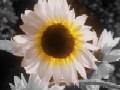 Sun In Your Face2