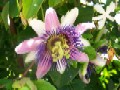 Purple Passion