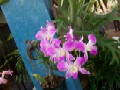 Orchid Beauties