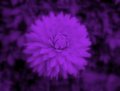 Fuzzy Purple