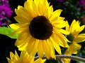 Sun In Your Face
