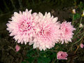 Three Dahlias