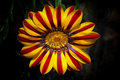 Sunburst