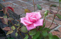  One Pink Rose 