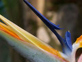  Bird With Open Beak