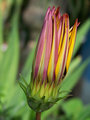  Beginnings of a Flower 