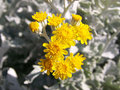  Yellow On White 