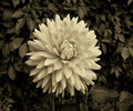  Bygone Days 