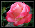 Delicate Beauty 