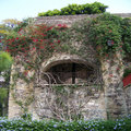 Wall Of Vines 