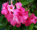  Pink Ruffles 