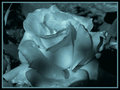 Kaelyn's Rose 