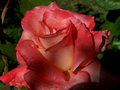 Lovely Red 