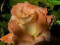 Dusty Orange