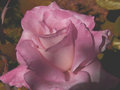 Dusty Pink 
