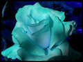  Aqua Blue