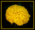 Yellow Ruffles 