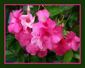 Pink Ruffles With Borders 