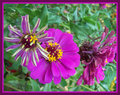 Three Stages Of A Flower 