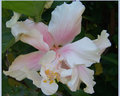 A Touch Of Pink 