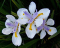 Three Irises 
