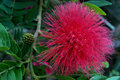 Red Mimosa 